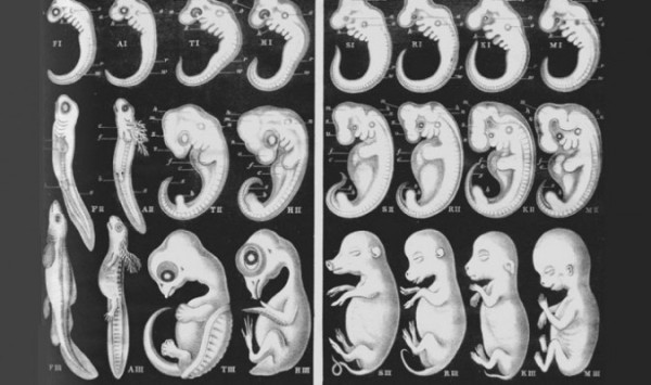1-Haeckel-fake-embryo